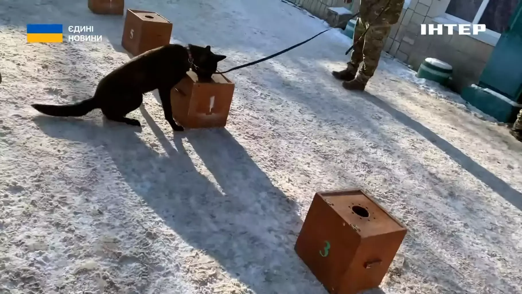 Службовий собака на повідку обнюхує коробки під час тренування з кінологом у Києві
