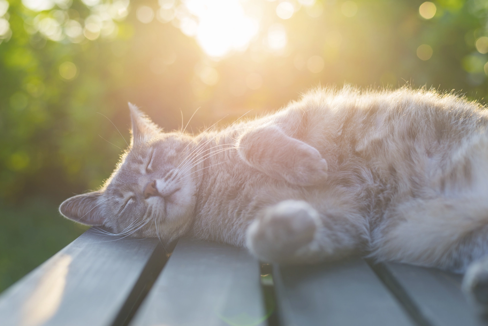 Сонник коти